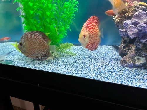 Golden Pigeon Leopard Discus, White Base photo review