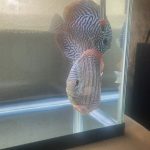 German Red Turquoise Discus, Proven Breeding Pair photo review