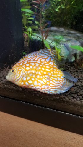 Yellow Rafflesia Discus photo review