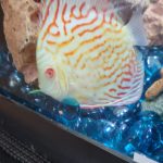 Golden Pigeon Leopard Discus, White Base photo review