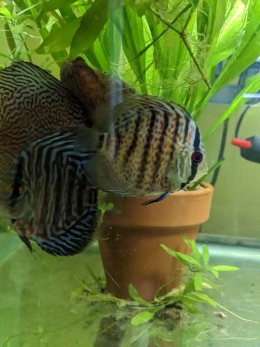 Mosaic Leopard Discus, Blue Base photo review