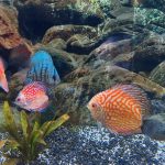 High Bodied Blue Tiger Turquoise Discus photo review