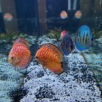 High Bodied Blue Tiger Turquoise Discus photo review