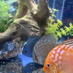 Classic Deep Blue Diamond Discus photo review