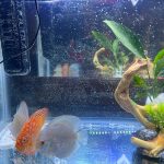 Classic Deep Blue Diamond Discus photo review