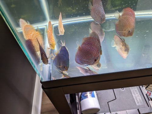 Golden Pigeon Leopard Discus, White Base photo review