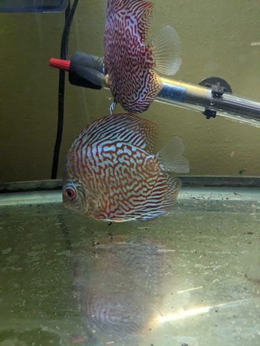 Galaxy Turquoise Discus photo review