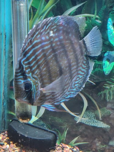 Wild Trombeta Yellow Royal Discus photo review