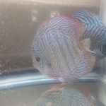 German Red Turquoise Discus, Proven Breeding Pair photo review