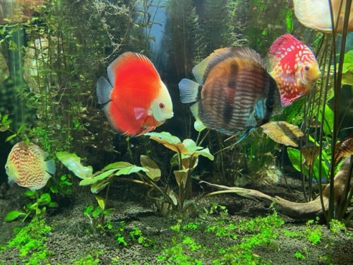 Fuji Red Discus photo review