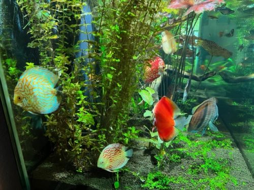 Golden Pigeon Leopard Discus, White Base photo review