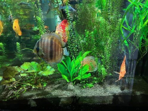 Wild Classic Brazilian Heckel Discus photo review