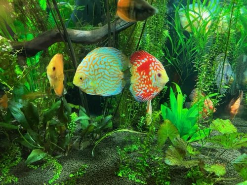 Golden Pearl Pigeon Snakeskin Discus photo review