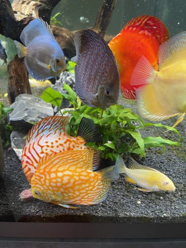 Neon Sapphire Discus photo review