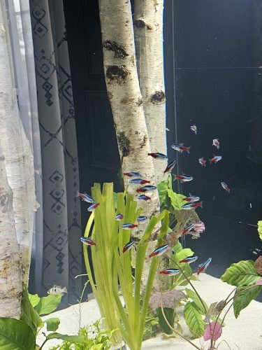 Jumbo Neon Tetra photo review