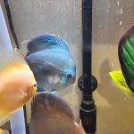 Blue Diamond Discus, Proven Breeding Pair photo review