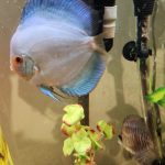 Blue Diamond Discus, Proven Breeding Pair photo review