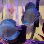 Blue Diamond Discus, Proven Breeding Pair photo review