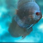 Blue Diamond Discus, Proven Breeding Pair photo review