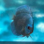 Blue Diamond Discus, Proven Breeding Pair photo review