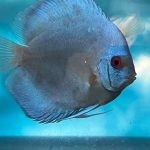 Blue Diamond Discus, Proven Breeding Pair photo review