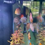 Assorted Premium Discus 10-Pack photo review