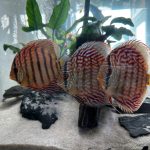 Striated Red Throwback Discus photo review