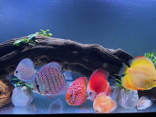 Red Royal Flora Discus photo review