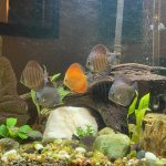 Golden Pigeon Leopard Discus, White Base photo review