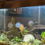 Classic Blue Scorpion Discus photo review