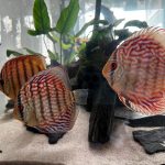 Striated Red Throwback Discus photo review