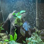 Classic Blue Scorpion Discus photo review