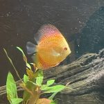 Golden Pigeon Leopard Discus, White Base photo review