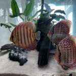 Striated Red Throwback Discus photo review