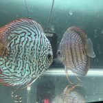 German Red Turquoise Discus, Proven Breeding Pair photo review