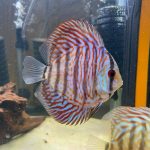 German Red Turquoise Discus photo review