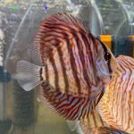 German Red Turquoise Discus photo review