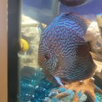 German Red Turquoise Discus, Blue Base photo review