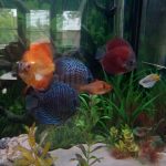 German Red Turquoise Discus, Red Base photo review