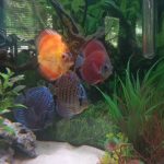 German Red Turquoise Discus, Red Base photo review