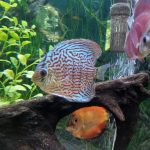 Giant Flora Cross Discus, Turquoise Base photo review