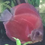 Classic San Merah Discus photo review