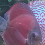 Classic San Merah Discus photo review