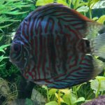 German Red Turquoise Discus, Red Base photo review