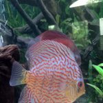 Giant Flora Cross Discus, Turquoise Base photo review