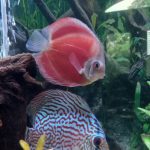 Classic San Merah Discus photo review