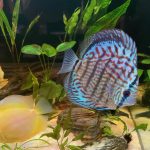 German Red Turquoise Discus, Blue Base photo review