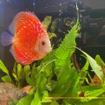 Marlboro Red Panda Discus photo review