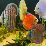 Marlboro Red Panda Discus photo review