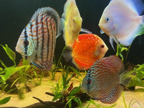 German Red Turquoise Discus, Red Base photo review